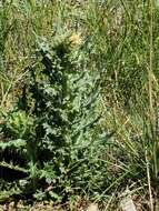 Plancia ëd Cirsium parryi (A. Gray) Petr.