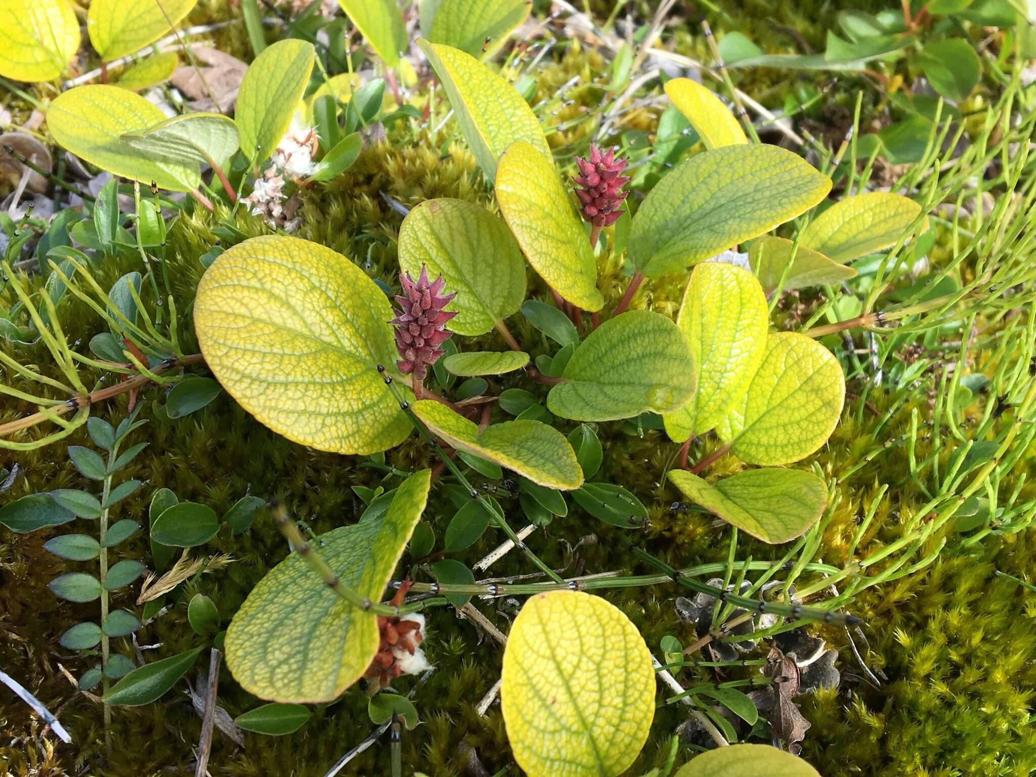 Image of netleaf willow