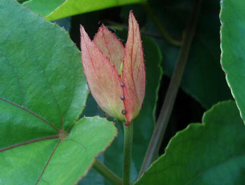 Image of Bengal clock vine