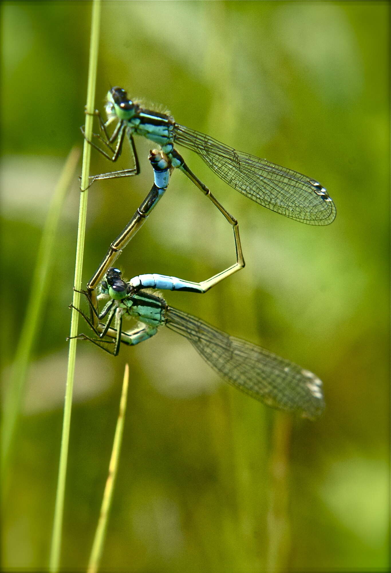 Imagem de Coenagrion pulchellum (Vander Linden 1825)