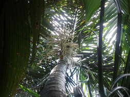 Image of Dypsis bejofo Beentje