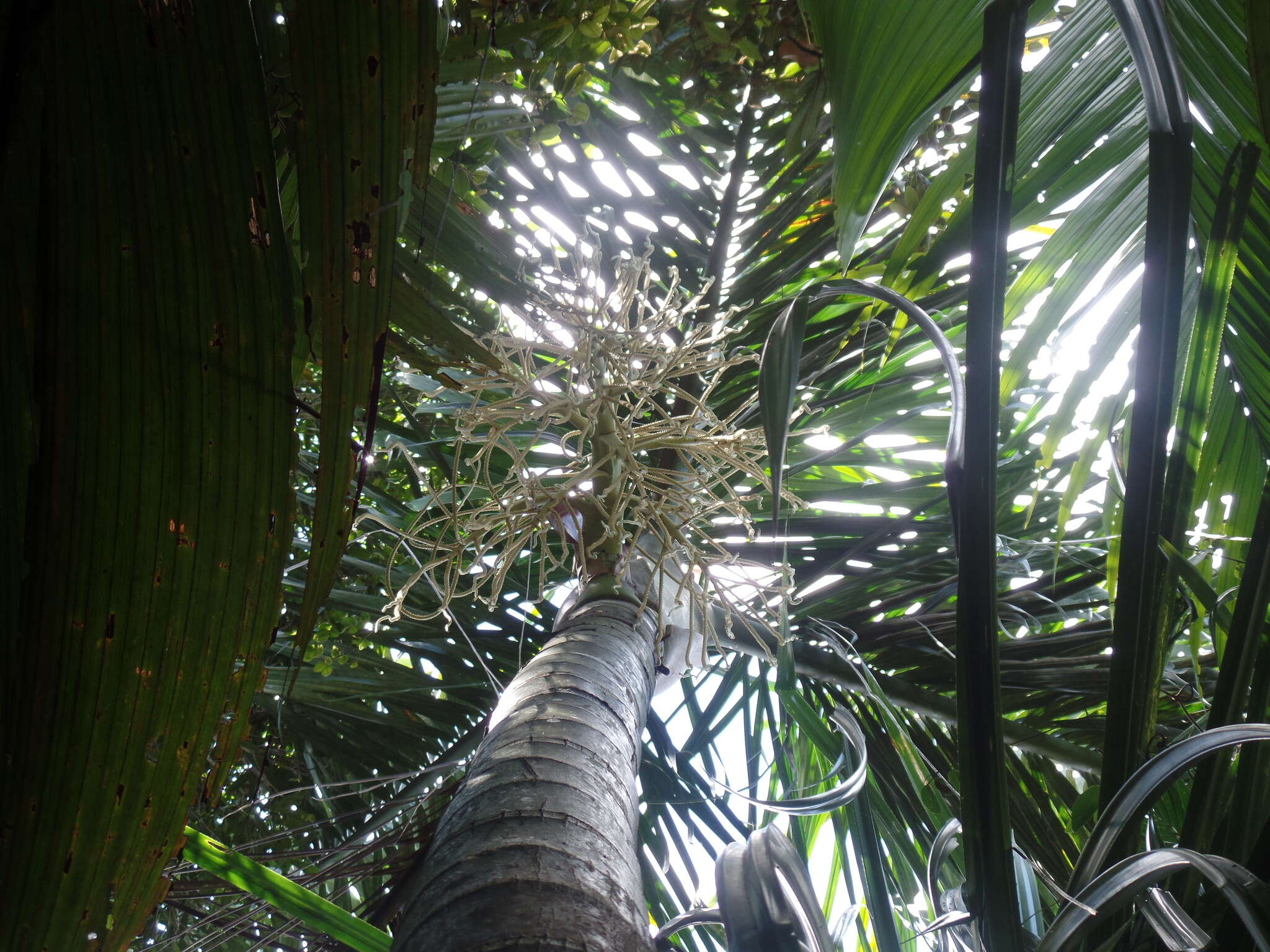 Image of Dypsis bejofo Beentje