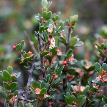 Image of Micrantheum demissum F. Muell.