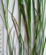 Image of quill sedge