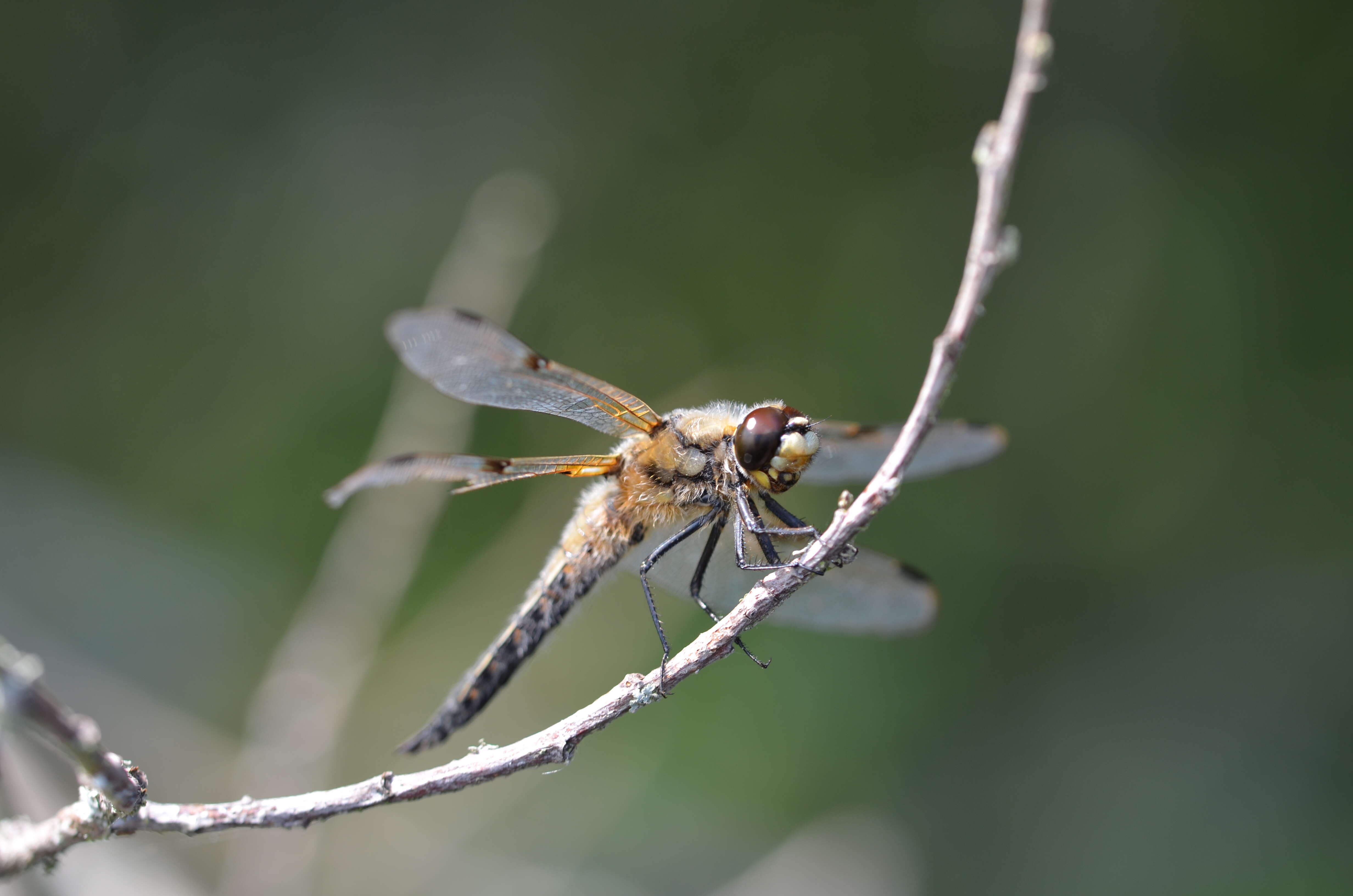 Image of Four-spotted Chaser