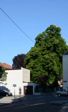 Image of Large-leaved Lime