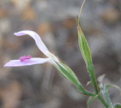 Image of Dicliptera decorticans (K. Balkwill) I. Darbysh.