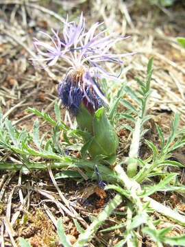 Image of Carduncellus mitissimus (L.) DC.