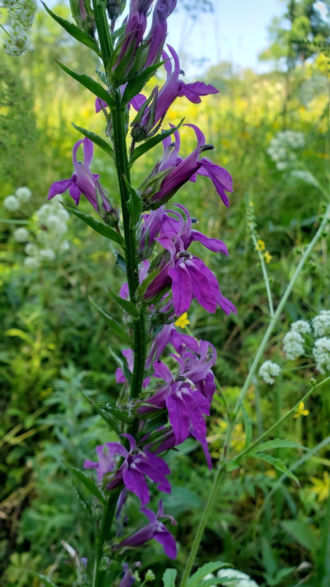 صورة Lobelia speciosa Sweet