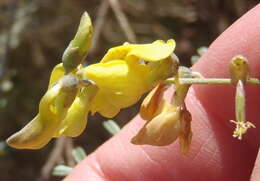 Sivun Wiborgia obcordata (P. J. Bergius) Thunb. kuva