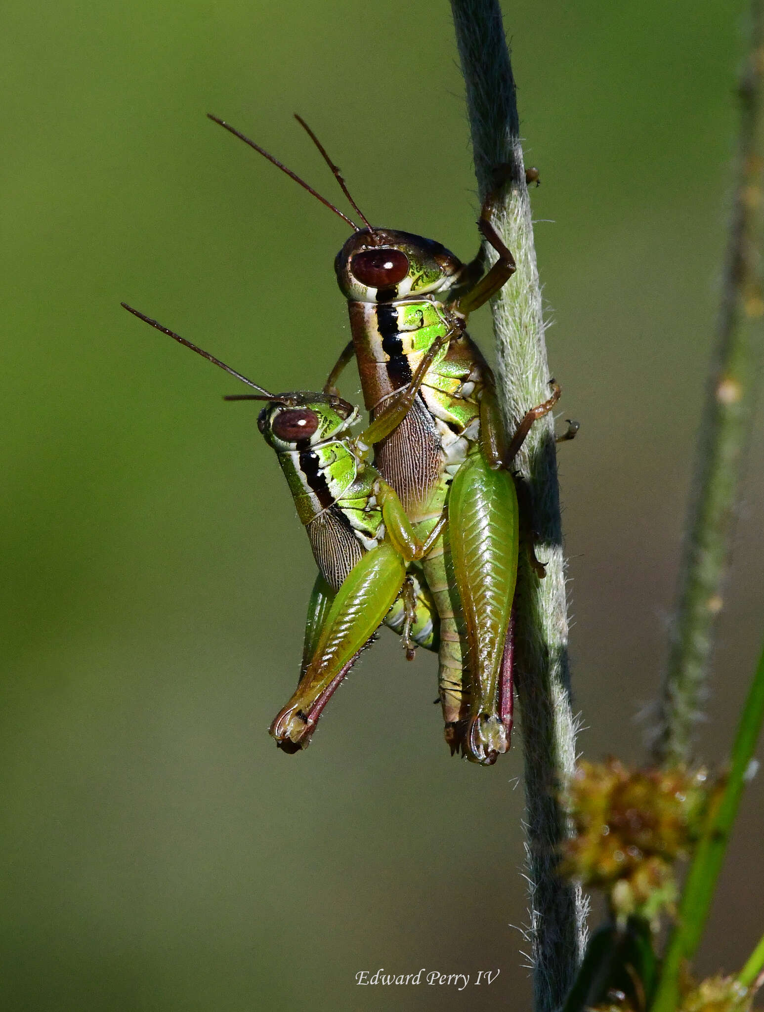 Image of Eotettix signatus Scudder & S. H. 1897