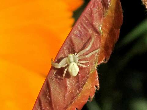 Image of Flower Crab Spiders