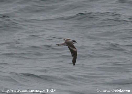 Plancia ëd Oceanodroma hornbyi (Gray & GR 1854)