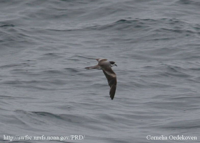 Image of Hornby's Storm Petrel