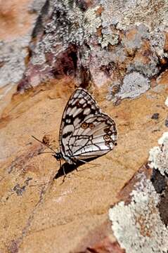 Image of Melanargia ines Hoffmannsegg 1804