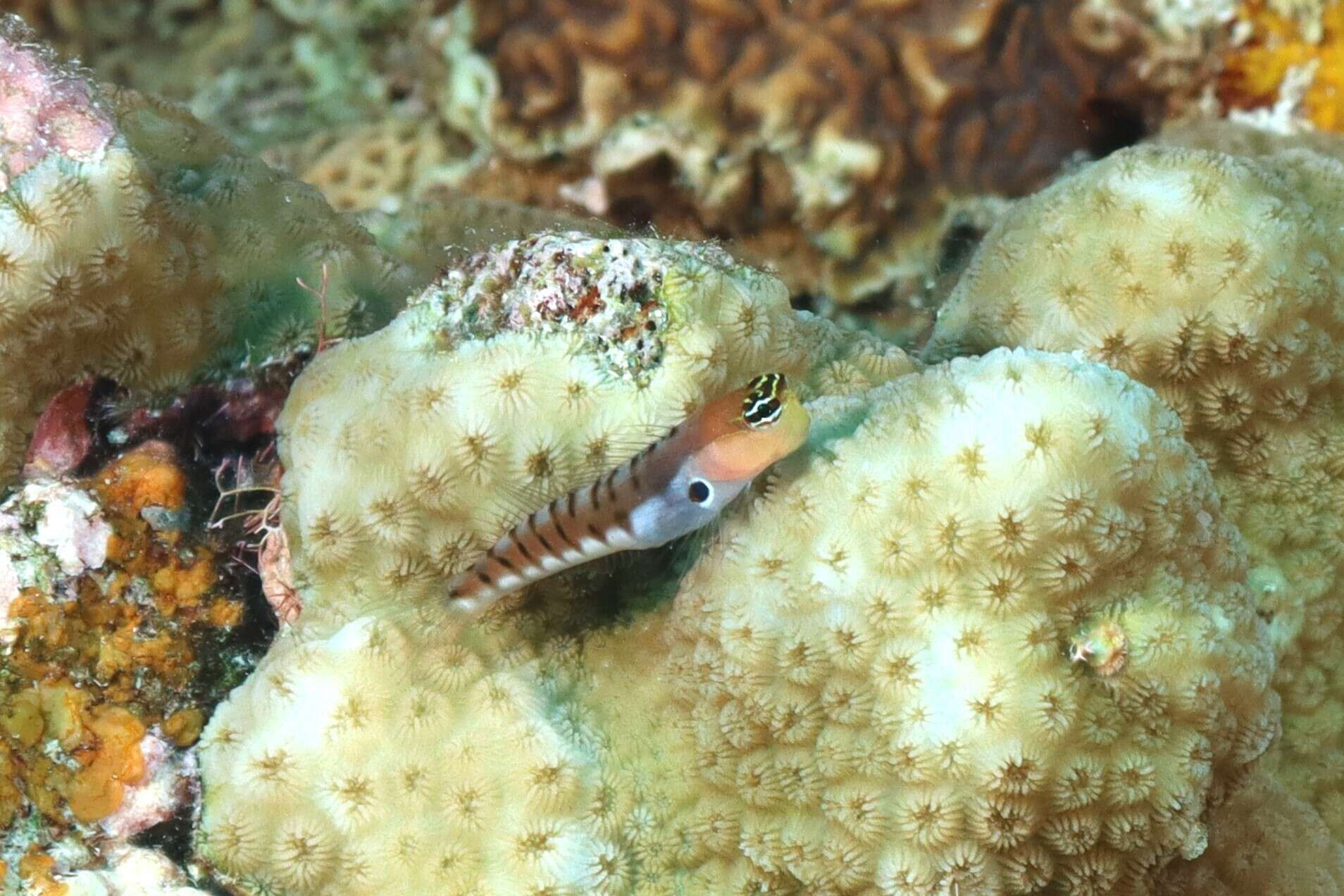 Image of Allen&#39;s blenny