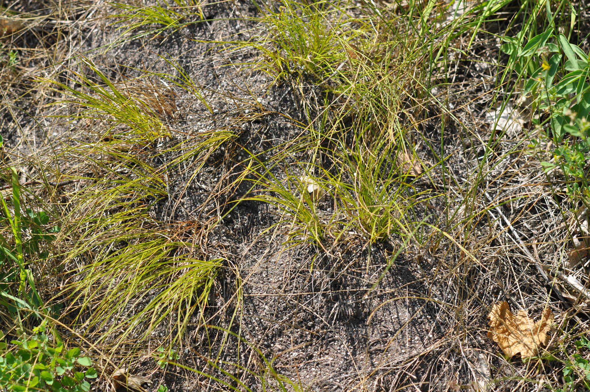 Imagem de Carex humilis Leyss.