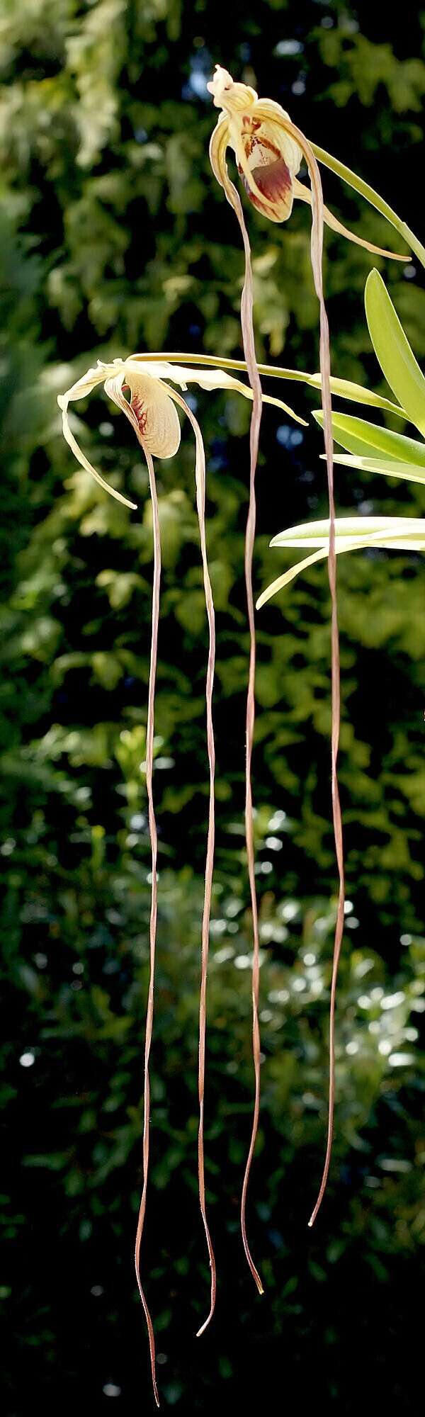 Image de Phragmipedium caudatum (Lindl.) Rolfe