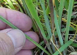 Image of Hitchcock's Blue-Eyed-Grass