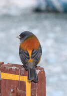 Image of Patagonian Sierra Finch