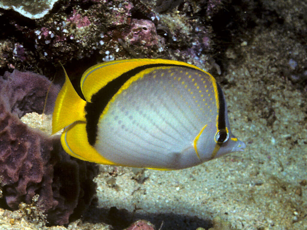 Image of Yellow-dotted butterflyfish