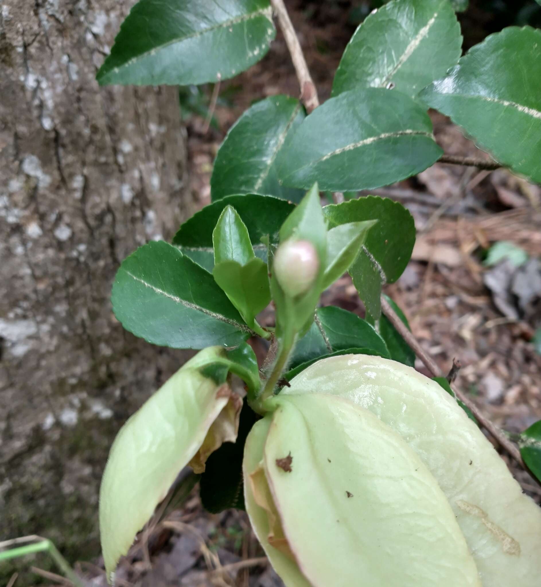 Imagem de Exobasidium camelliae Shirai 1896