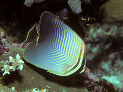 Image of Eastern Triangle Butterflyfish