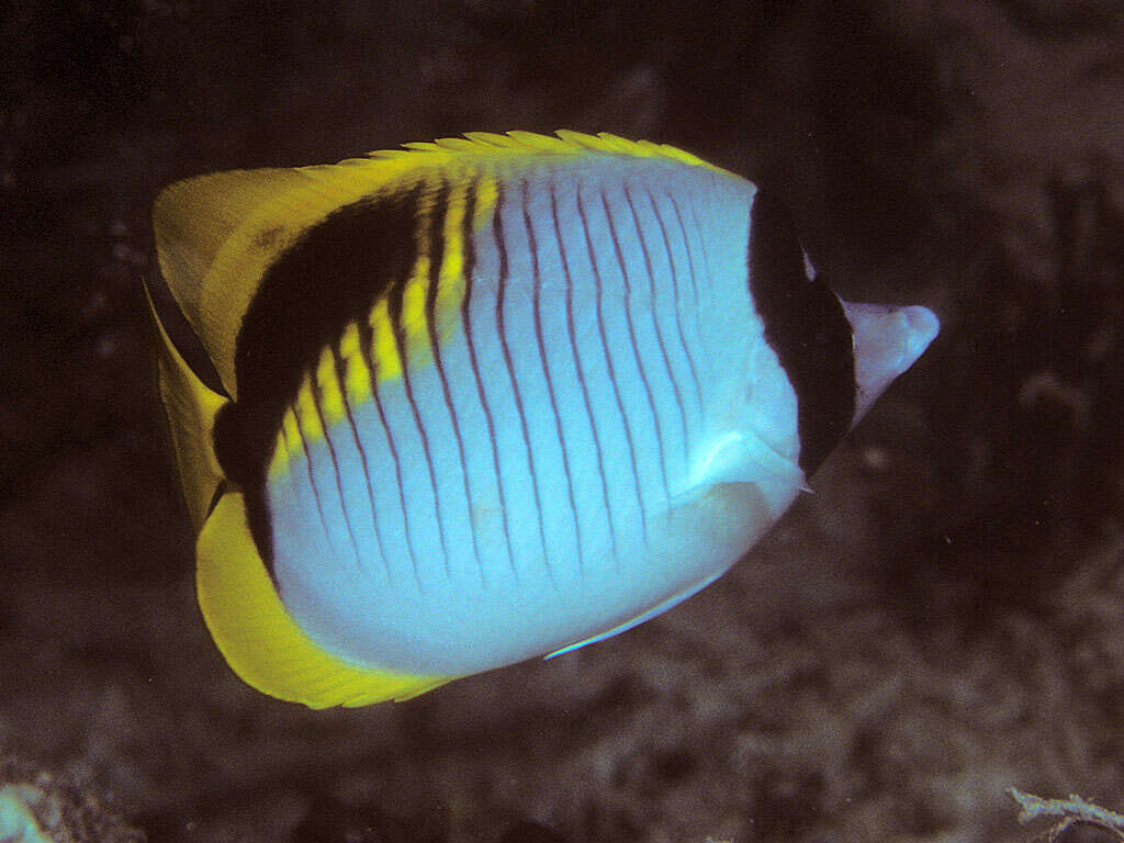 Image of Line Butterflyfish