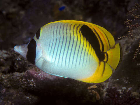 Image of Pig-face Butterflyfish