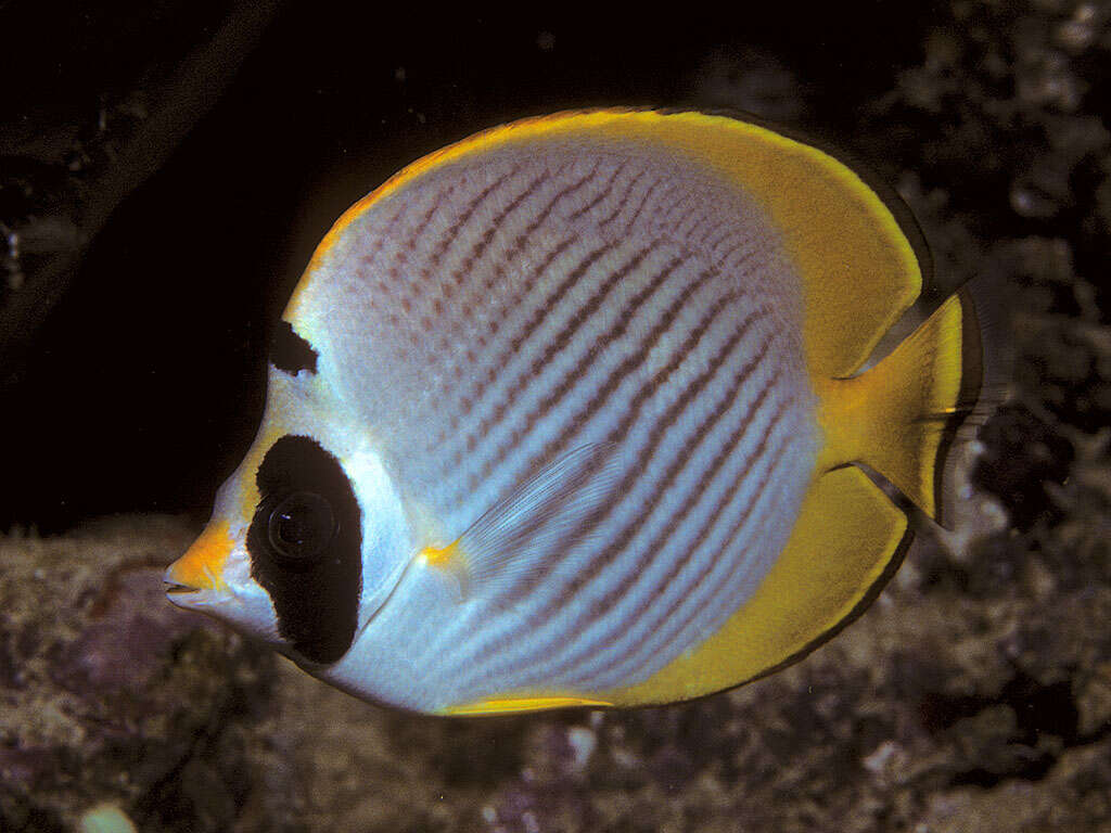 صورة Chaetodon adiergastos Seale 1910