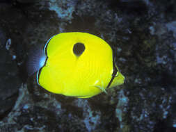 Image of Indian Teardrop Butterflyfish