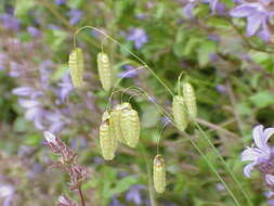 Image of big quakinggrass