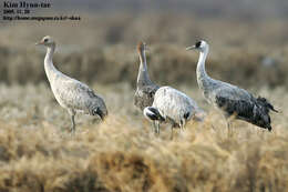 Imagem de Grus monacha Temminck 1835