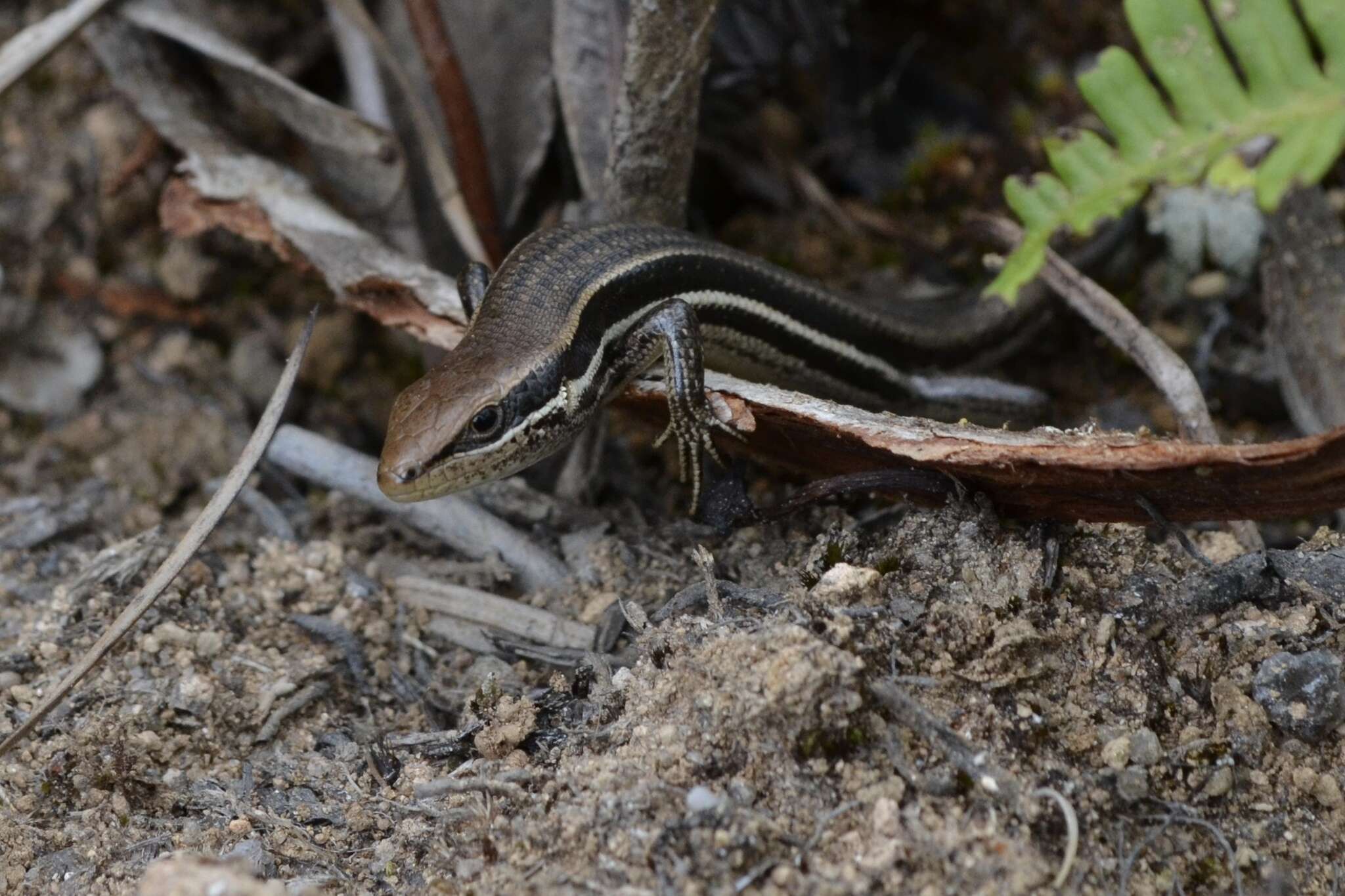 Слика од Trachylepis gravenhorstii (Duméril & Bibron 1839)