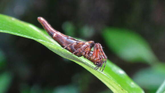 Image of Cyclosa hamulata Tanikawa 1992