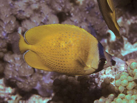 Image of Blacklip Butterflyfish