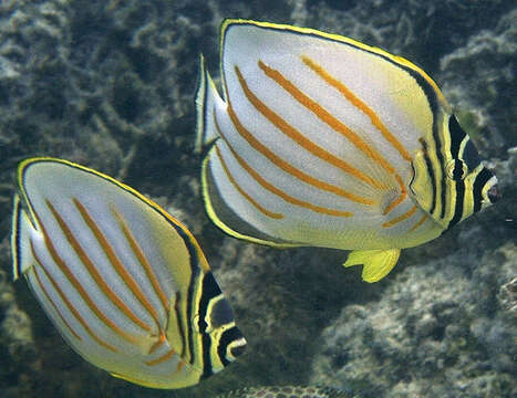 Image of Clown Butterflyfish