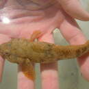 Image of Pinchuk's Goby