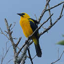 Image of Oriole Blackbird