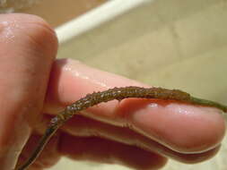 Image of Straightnose Pipefish