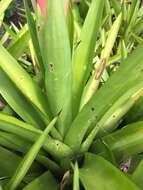 Image of Aechmea ornata (Gaudich.) Baker