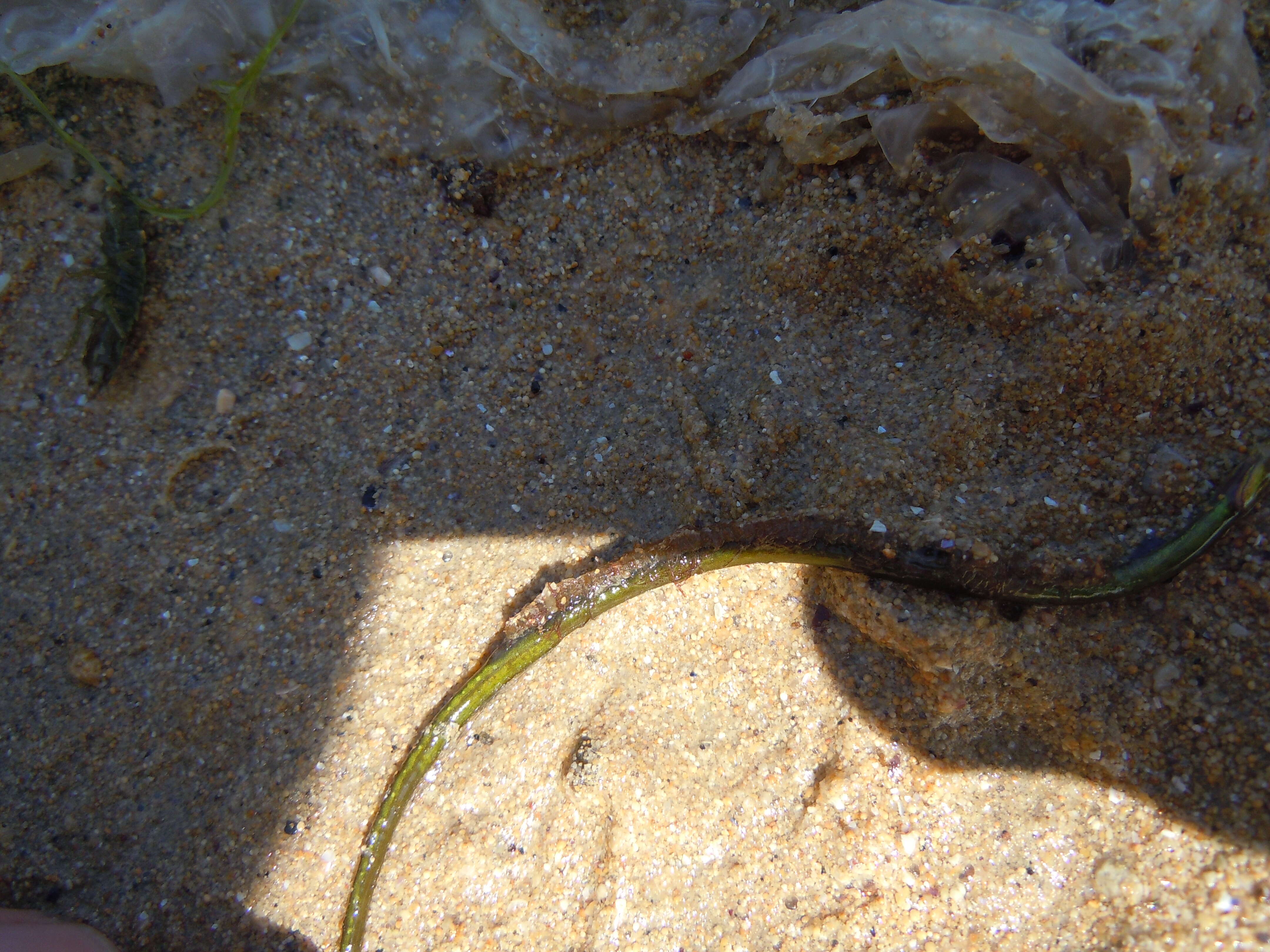 Image of Straightnose Pipefish