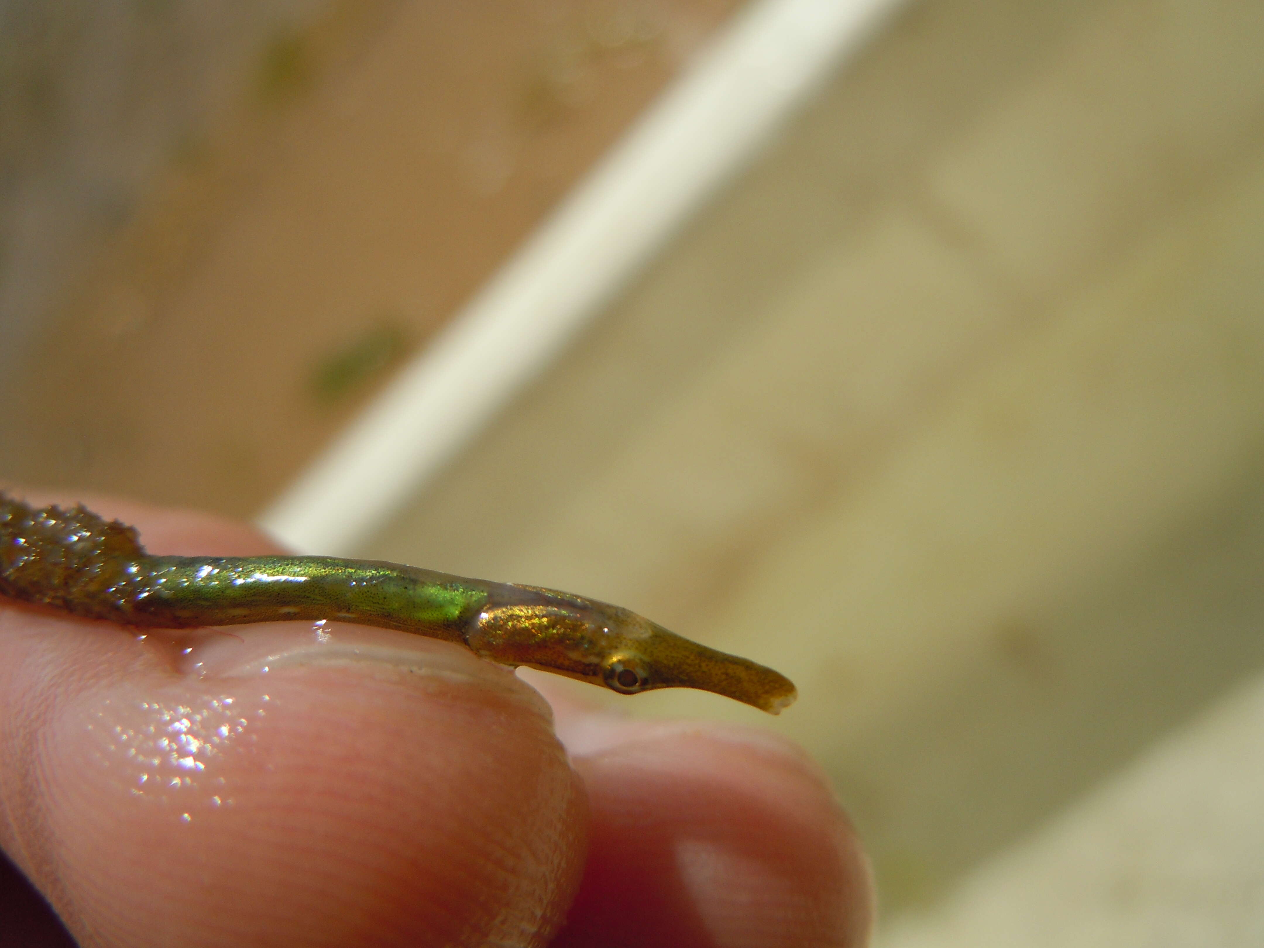 Image of Straightnose Pipefish