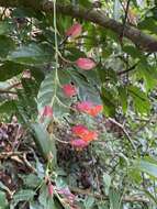 Plancia ëd Thunbergia coccinea Wall.