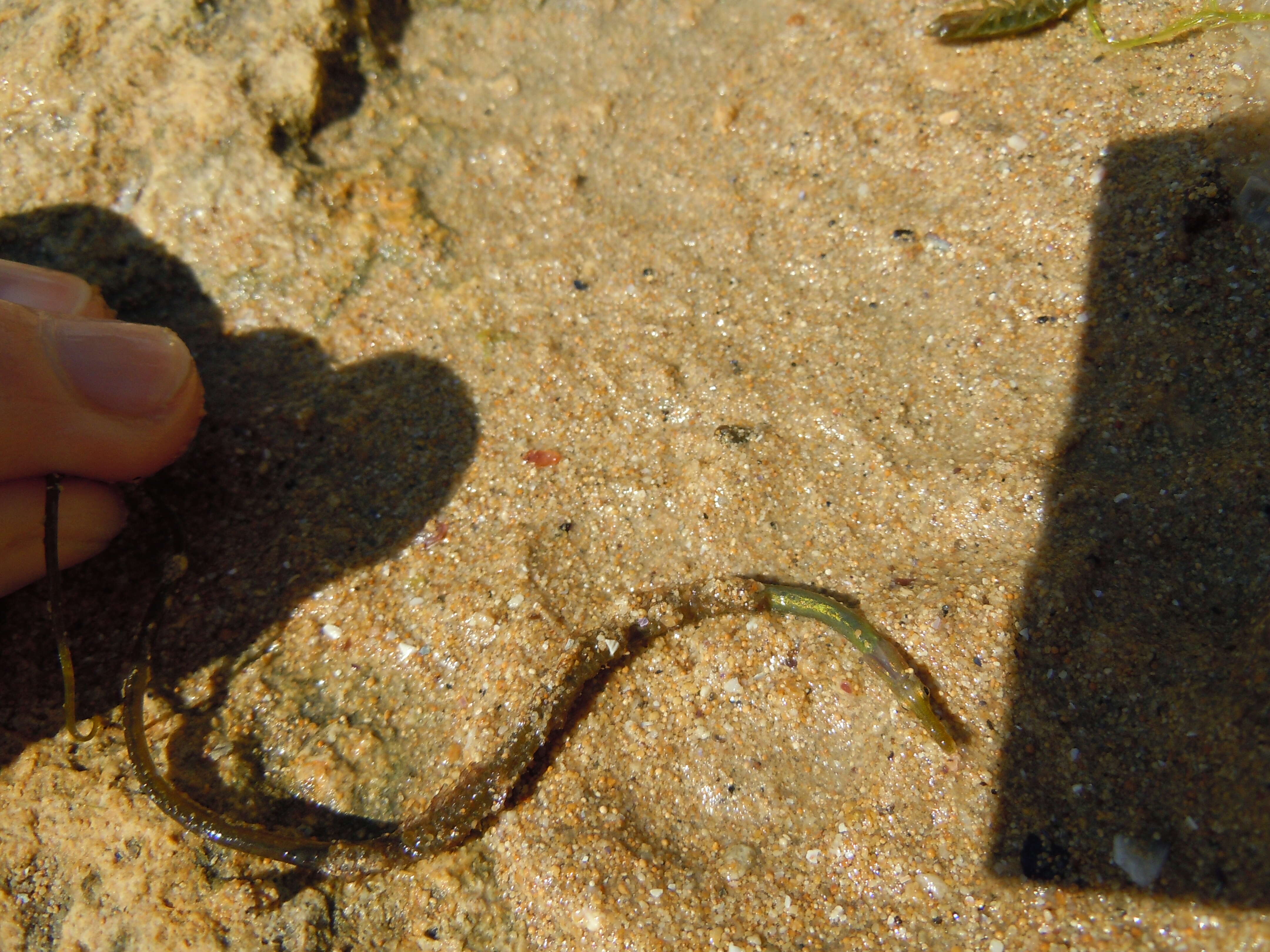 Image of Straightnose Pipefish