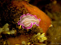 Image of pink flatworm