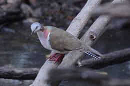 Image of Caribbean Dove