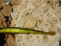 Image of Broadnosed Pipefish