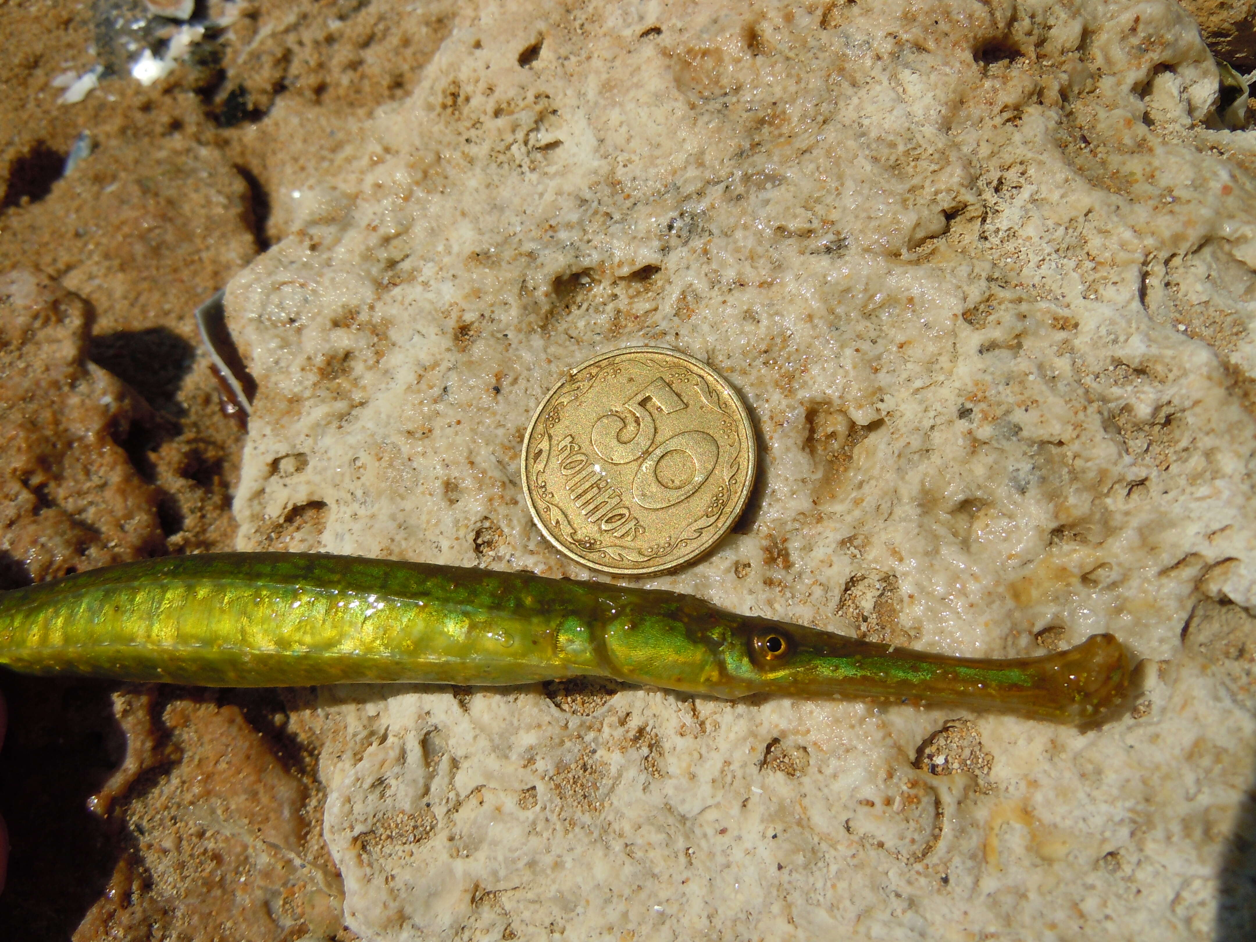 Image of Broadnosed Pipefish