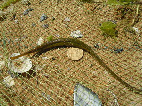 Image of Broadnosed Pipefish